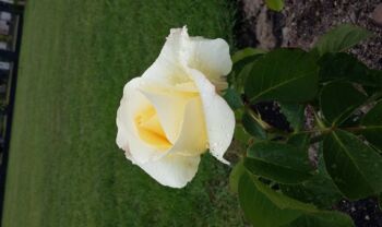 chopin róża wielkokwiatowa