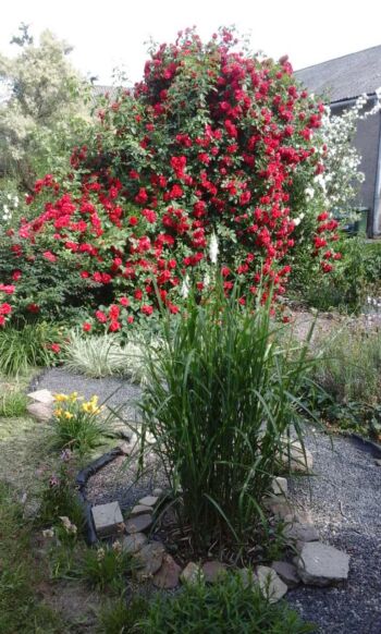 czerwona róża pienna