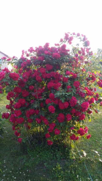 czerwona róża pnąca