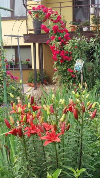 czerwona róża pnąca