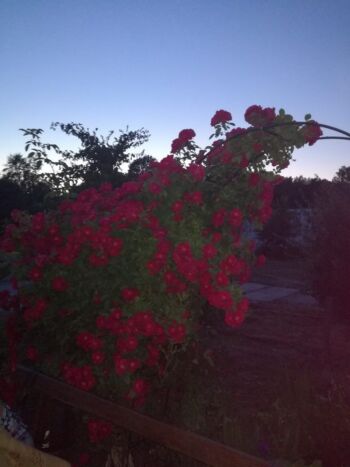 czerwona róża pnąca