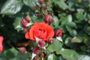 czerwona róża rabatowa nina