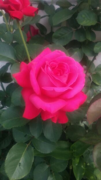 czerwona róża wielkokwiatowa