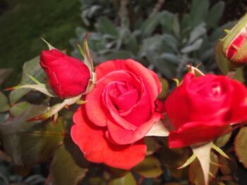 czerwona róża wielkokwiatowa