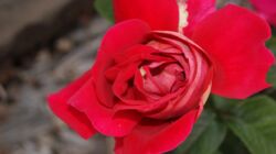 SONY DSC czerwona róża wielkokwiatowa