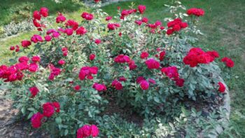 czerwono różowa rabata różana