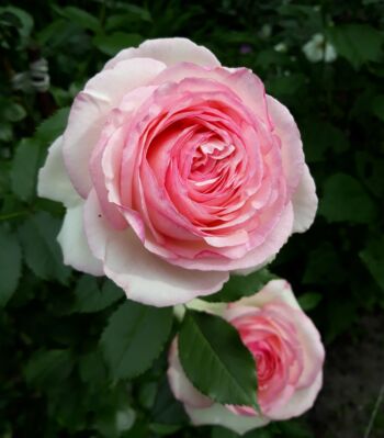 eden rose róża parkowa