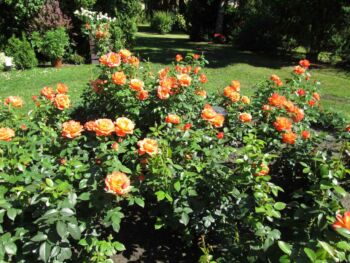 fellowship róże rabatowe