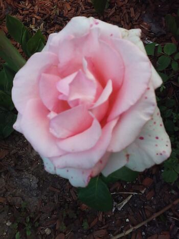 flamingo róże rabatowe