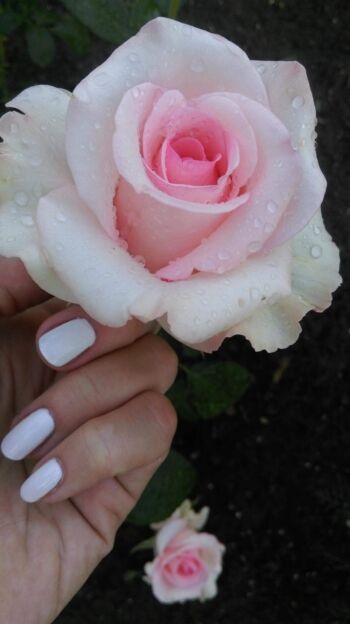 flamingo róże wielkokwiatowe