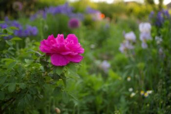 hansa róża krzaczasta