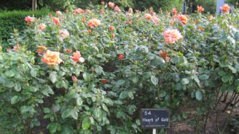 heart of gold róże wielkokwiatowe