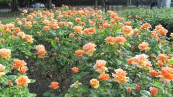 heart of gold wysoko wyśrodkowane hybrydowe kwiaty herbaciane z brązowego brzoskwiniowego koloru