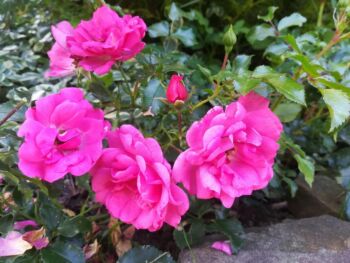 heidetraum odporne róże okrywowe