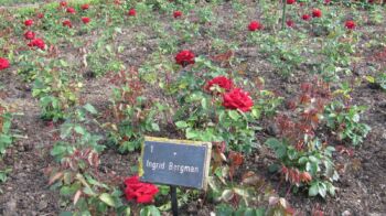 ingrid bergman róże bordowe wielkokwiatowe