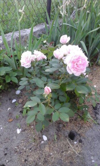 jasnoróżowe róże rabatowe