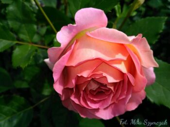 jubilee celebration róża angielska