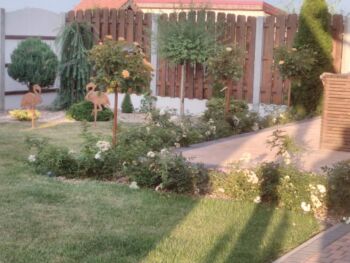 kolekcja róż piennych z różami alba meidiland