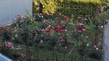 kolekcja róż w ogrodzie