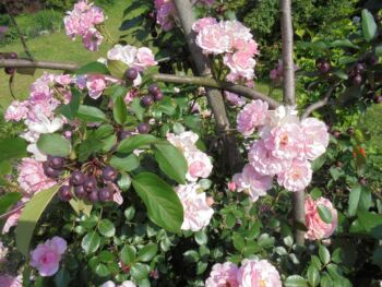 kremowo różane róże krzaczaste