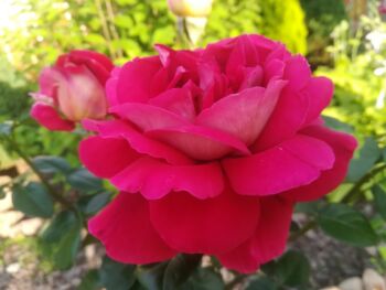 kronenburg klasyczna róża wielkokwiatowa