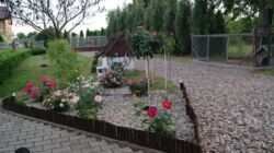 SONY DSC kwiaty zdjęcia