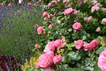 leonardo da vinci kompozycja z lavendą