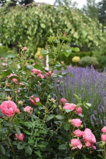 leonardo da vinci oraz queen elizabeth