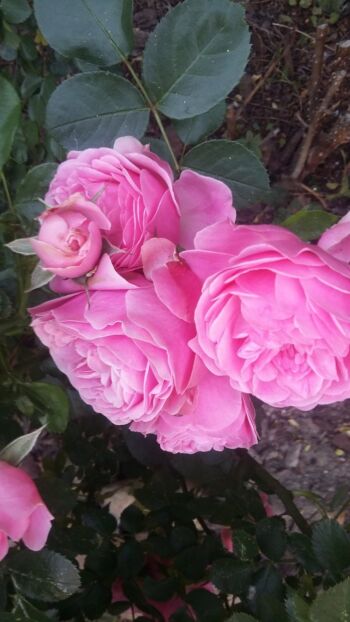 leonardo da vinci róże rabatowe