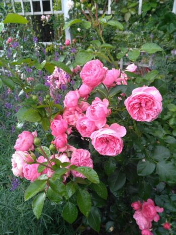 leonardo da vinci róże rabatowe