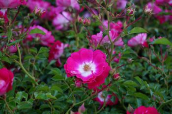 lipstick róże okrywowe