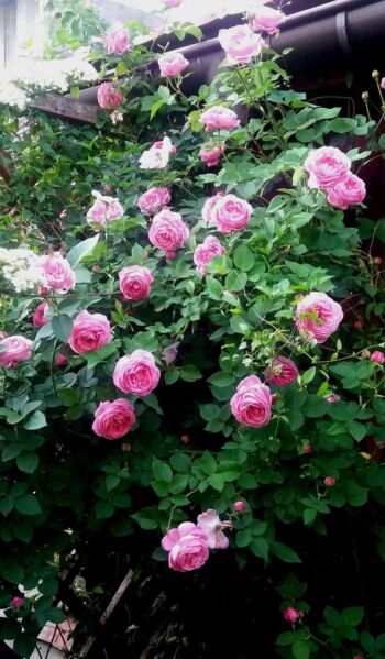 louise odier róże historyczne