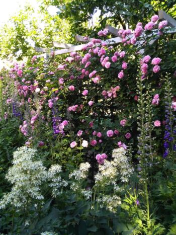 louise odier róże parkowe