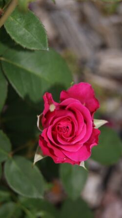 SONY DSC malinowo różowa róża wielkokwiatowa