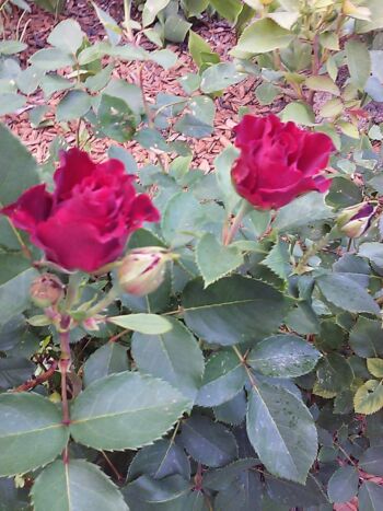 mister lincoln róże wielkokwiatowe