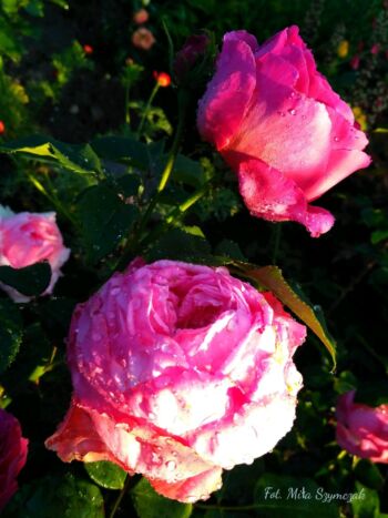 mon petit chou róże wielkokwiatowe