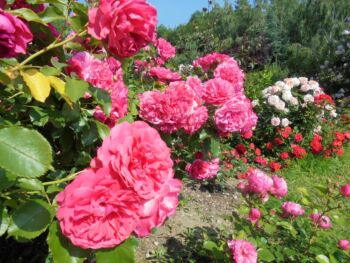 najpiękniejsze róże do ogrodu