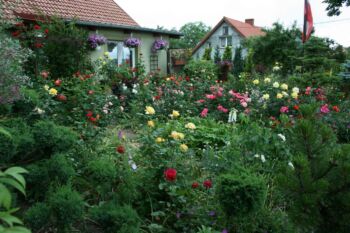 najpiękniejsze róże ogrodowe