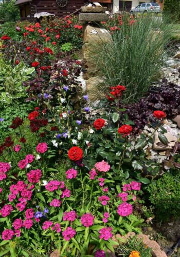 nina róże rabatowe skalniak