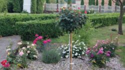 SONY DSC ogród kwiaty