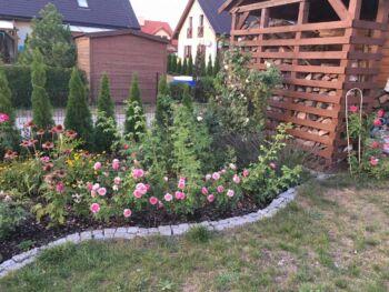 ogrodowa kolekcja róż