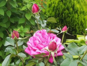 old fragrance różanwielkokwiatowa