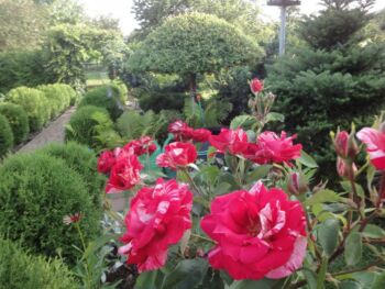 patriotyczna biało czerwona róża wielkokwiatowa