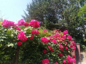 pauls scarlet climber czerwone róże pnące