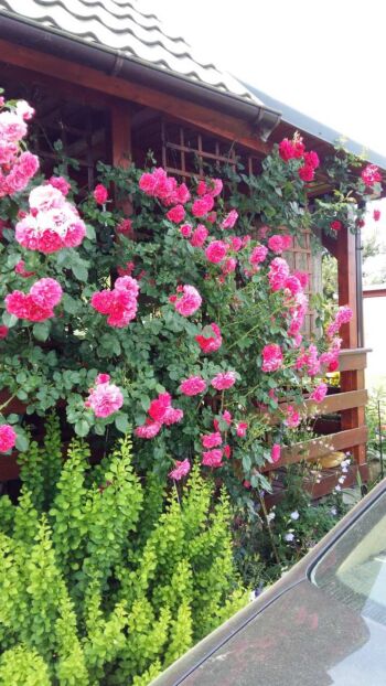 pnące róże różowe