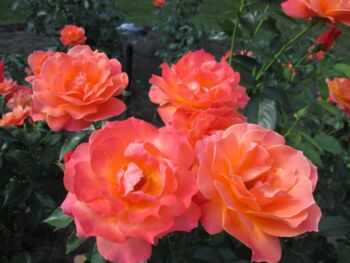 pomarańczowe róże rabatowe fellowship