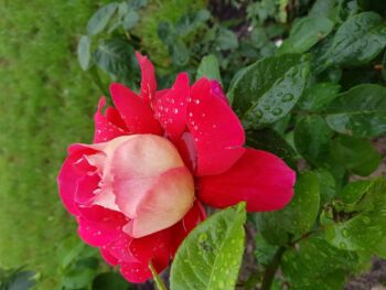 purpurowa żółta róża wielkokwiatowa kronenburg