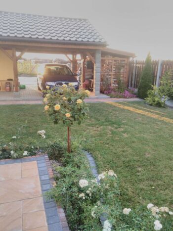 rabata róż piennych z okrywowymi