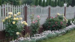 SONY DSC rabata różana