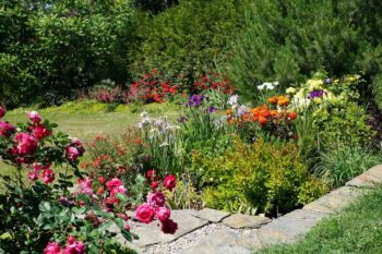 rabata różana w ogrodzie